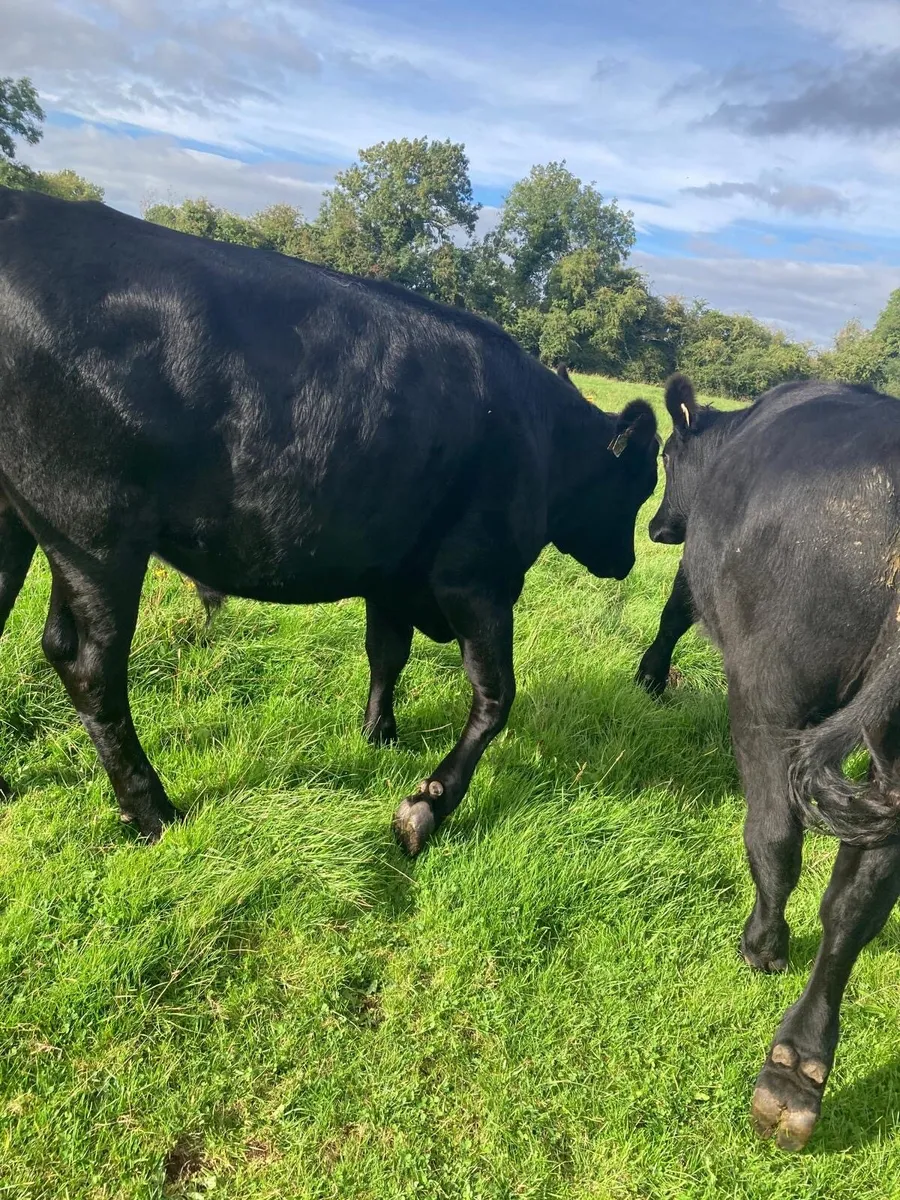 18 Bullocks for sale - Image 1