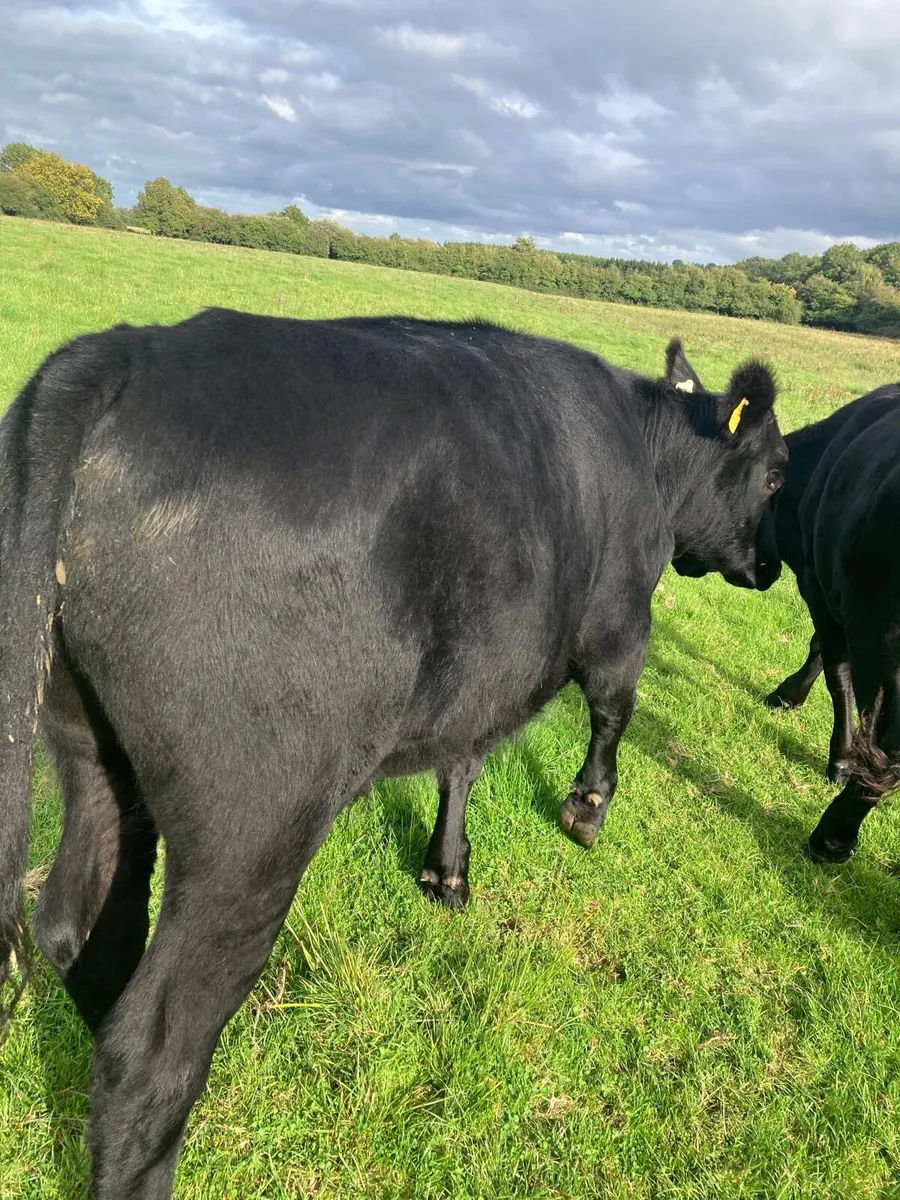 18 Bullocks for sale - Image 3