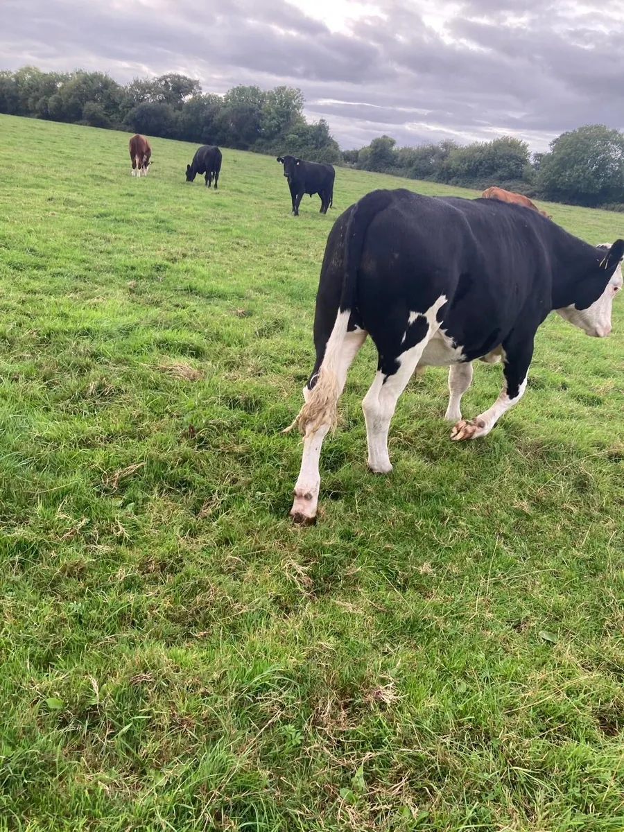 18 Bullocks for sale - Image 4