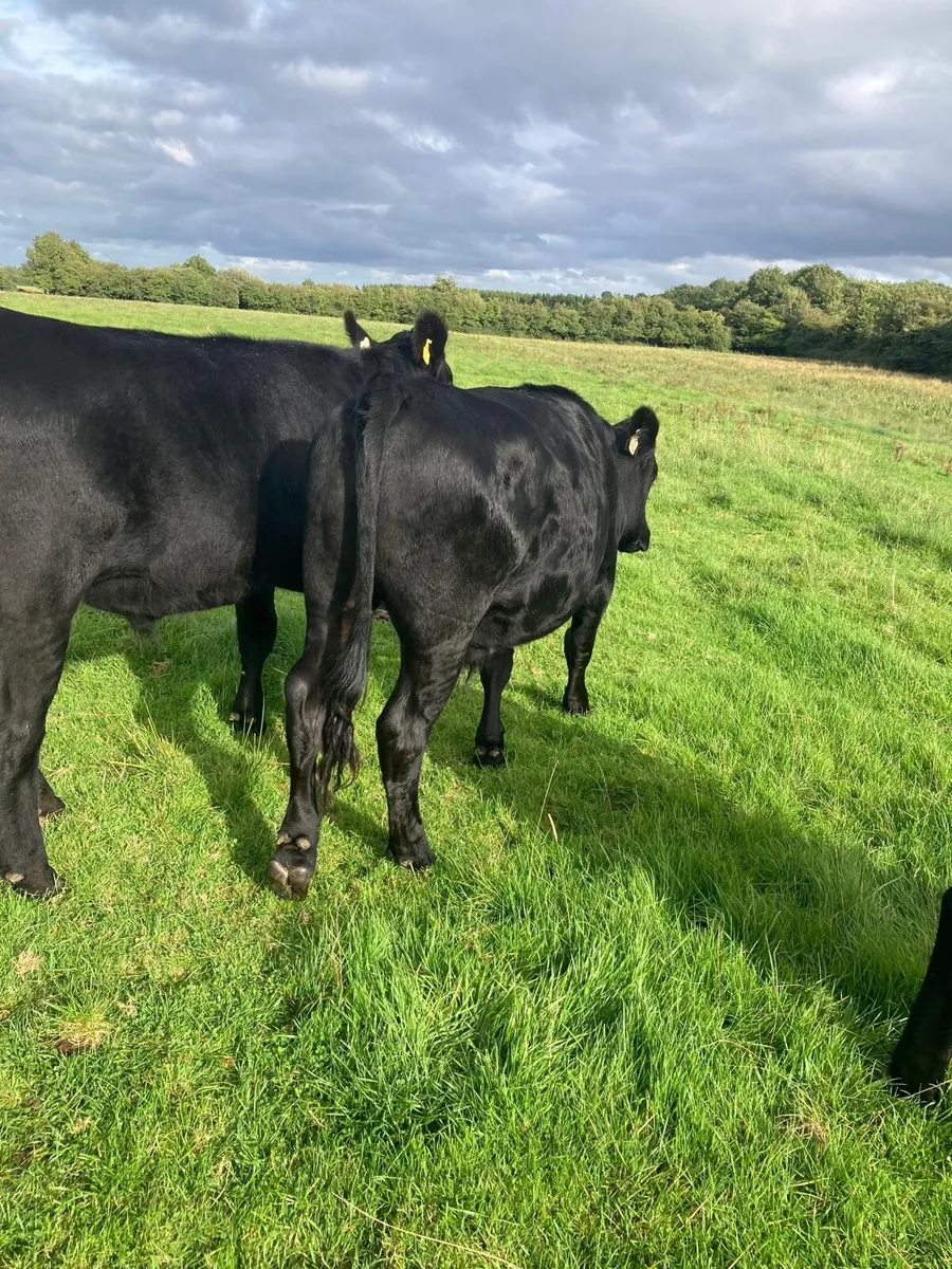 18 Bullocks for sale - Image 2