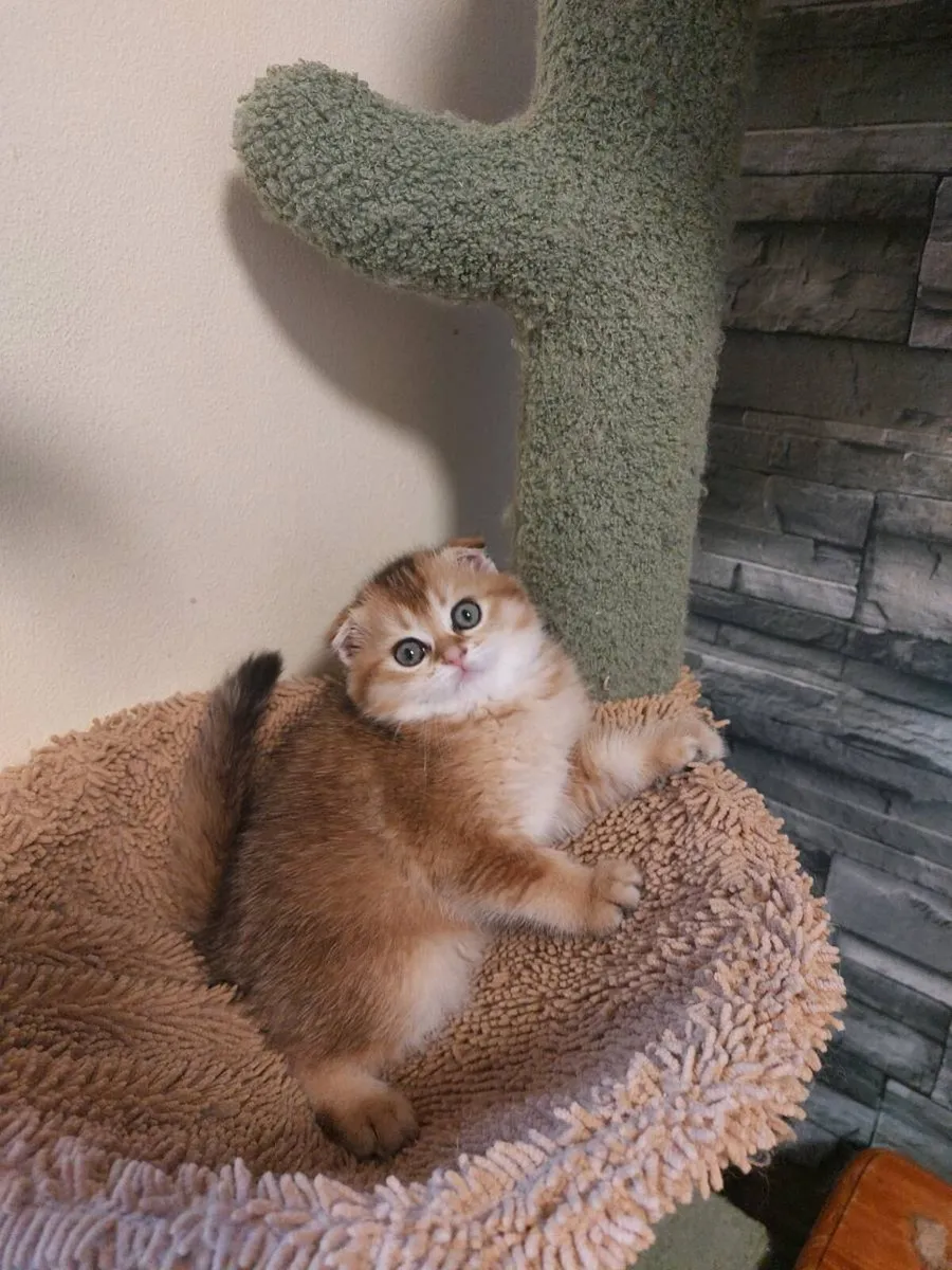 Scottish fold female Kitten - Image 1