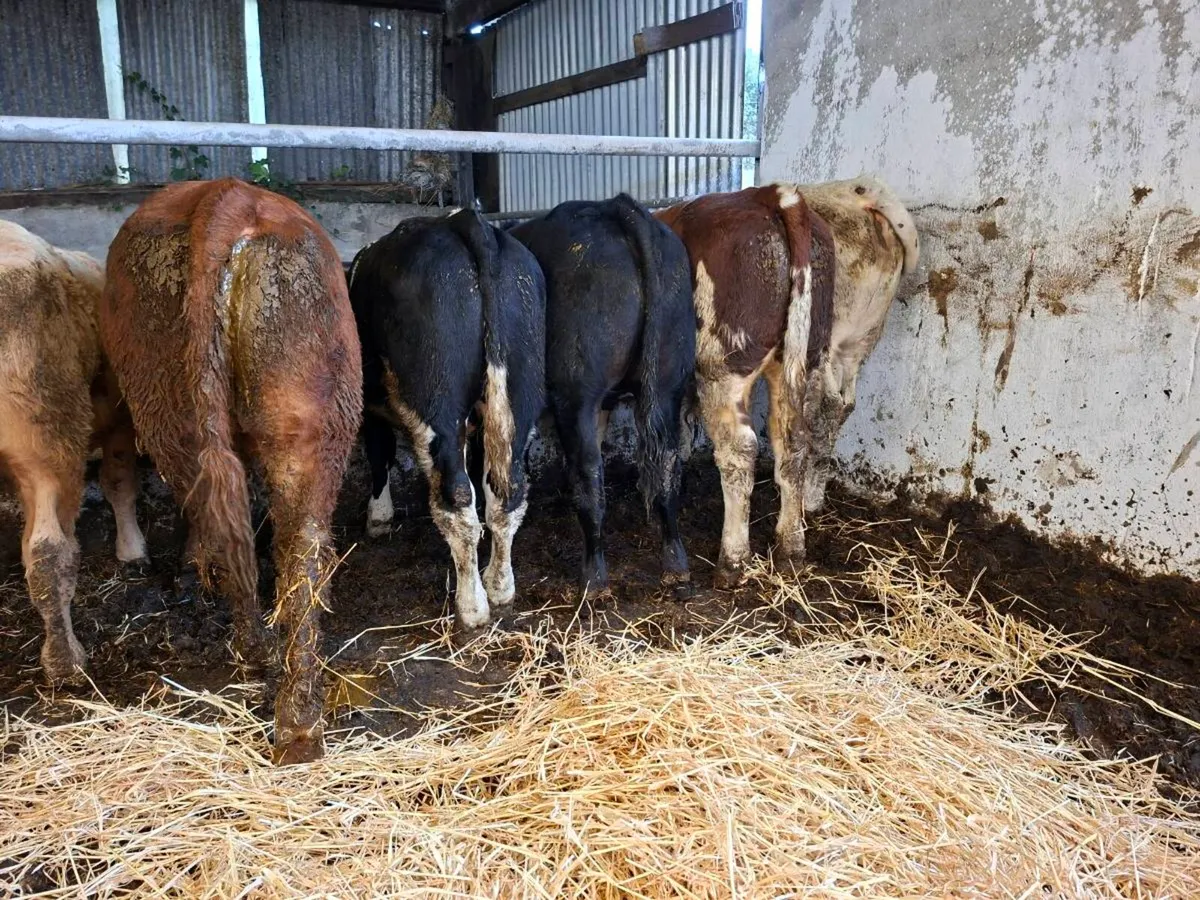 7 bull weanlings - Image 2