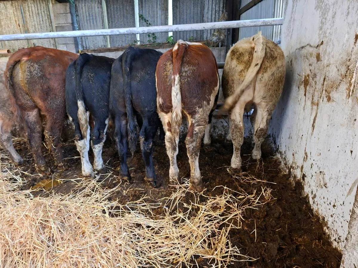 7 bull weanlings - Image 3