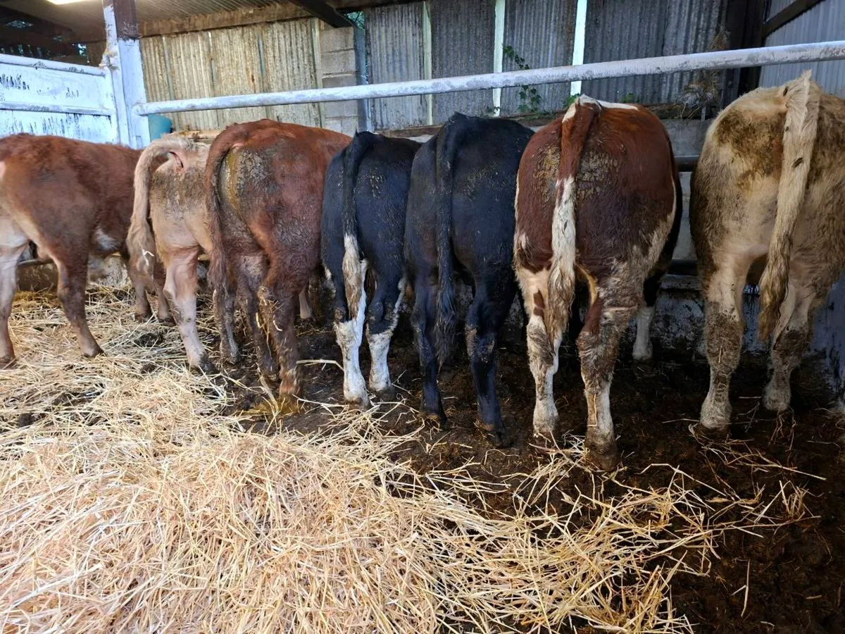 7 bull weanlings - Image 4