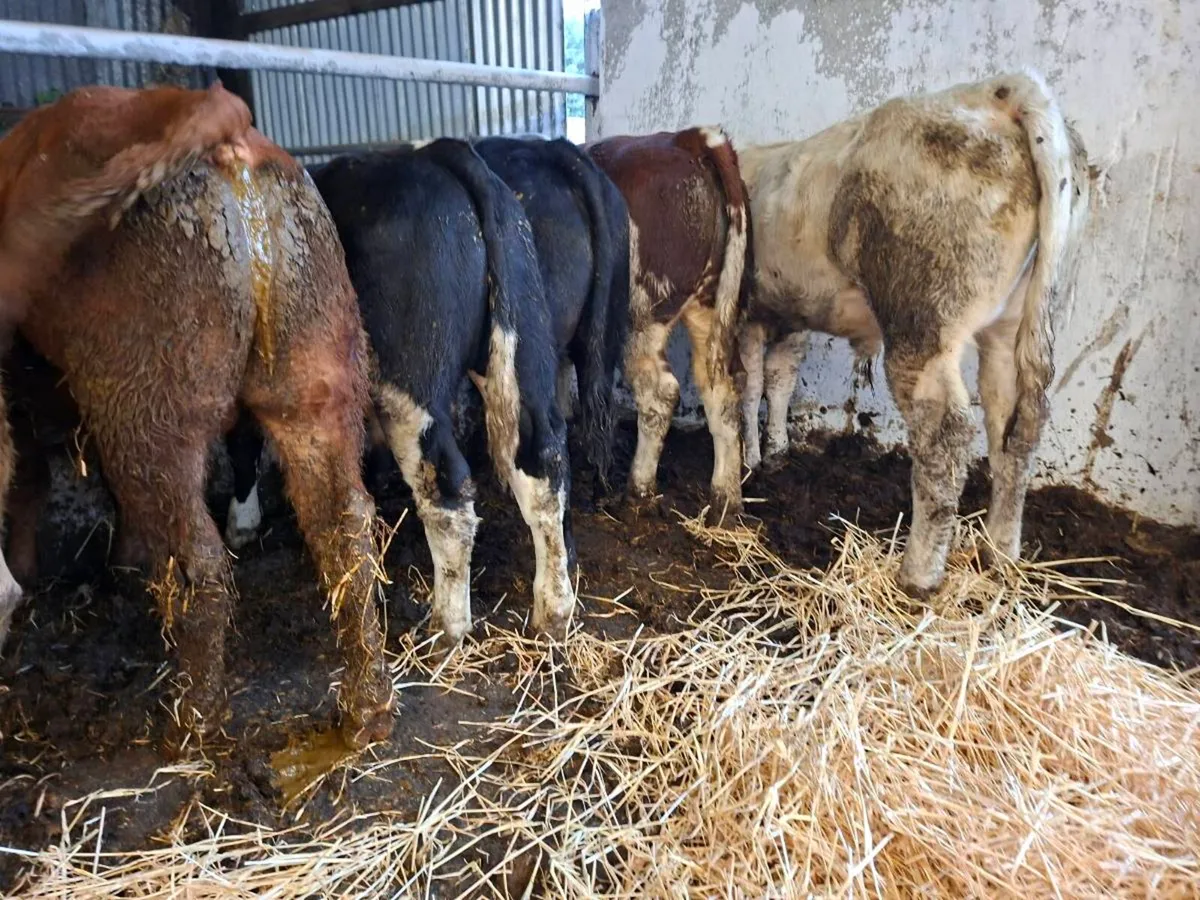 7 bull weanlings - Image 1