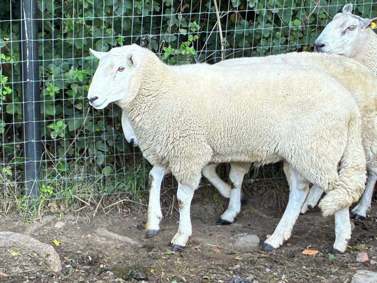 Cheviot rams - Image 2