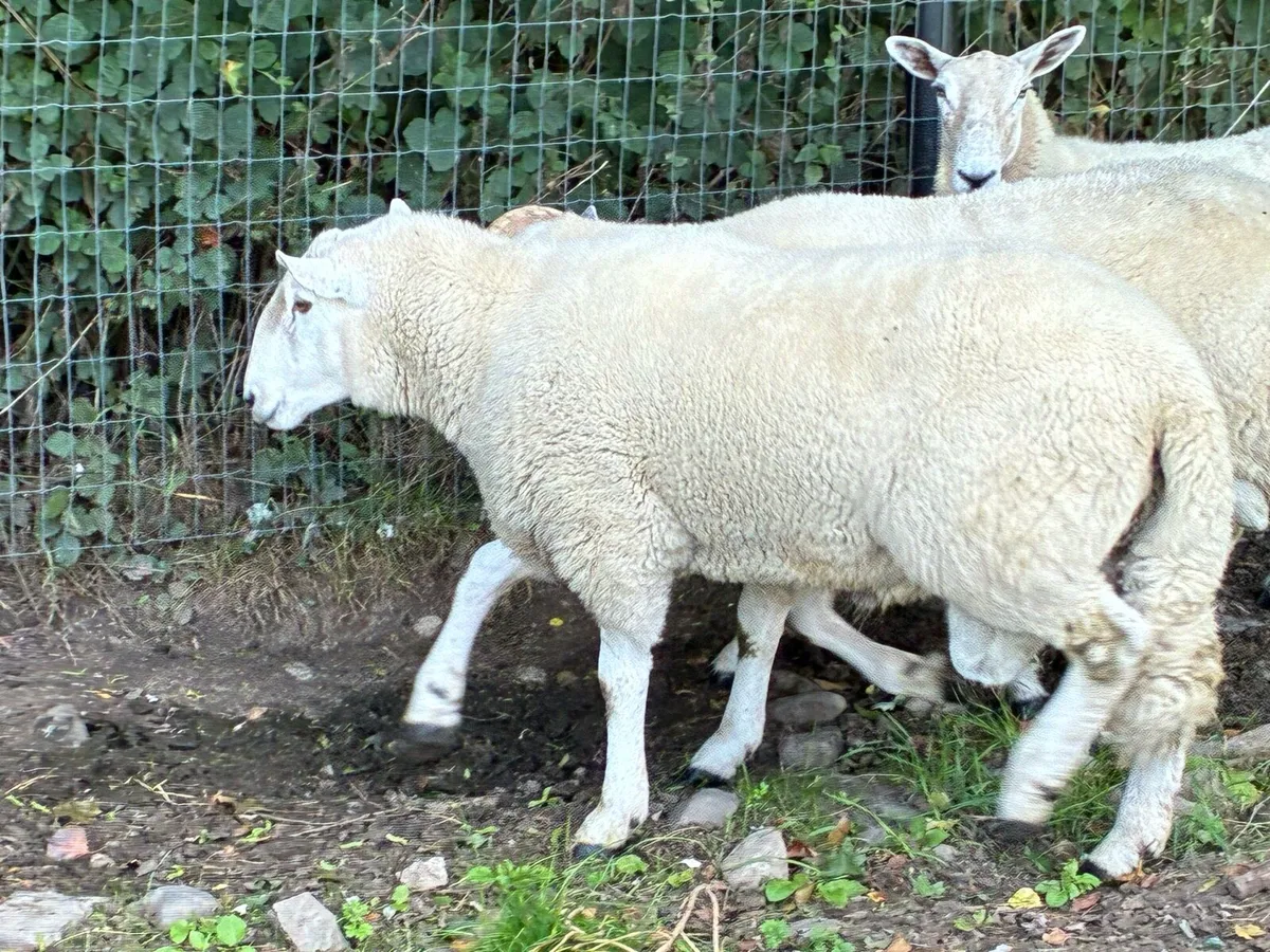 Cheviot rams - Image 3