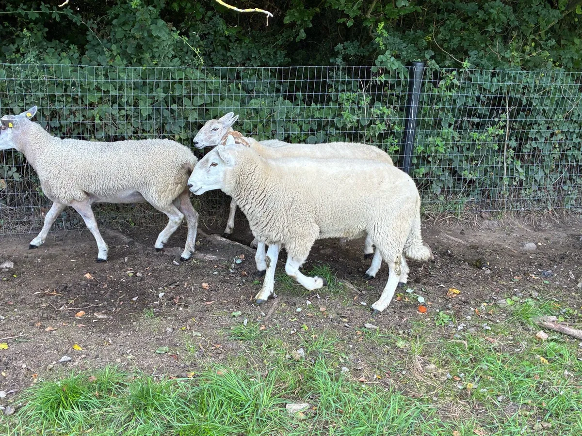 Cheviot rams - Image 4