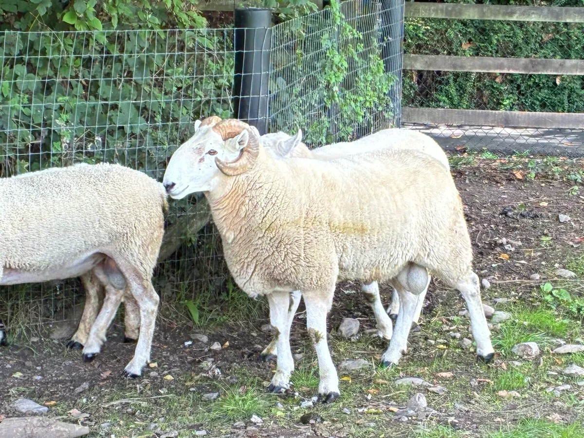 Cheviot rams - Image 1