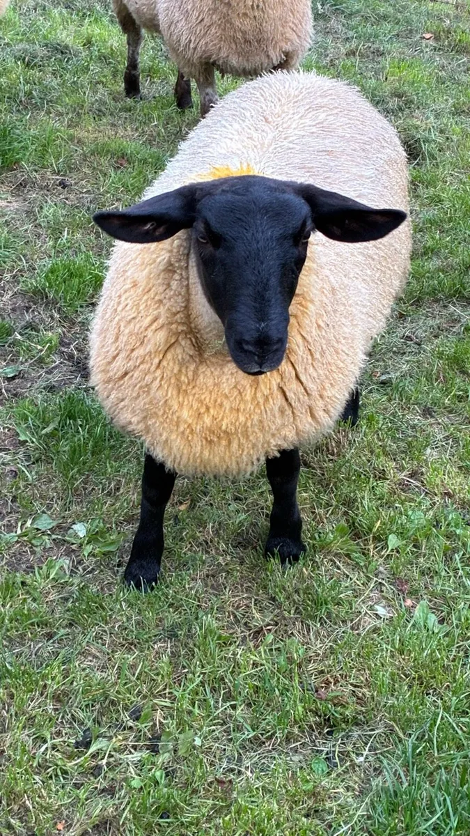 Ewe lambs - Image 1