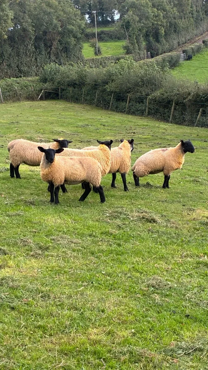 Ewe lambs - Image 3