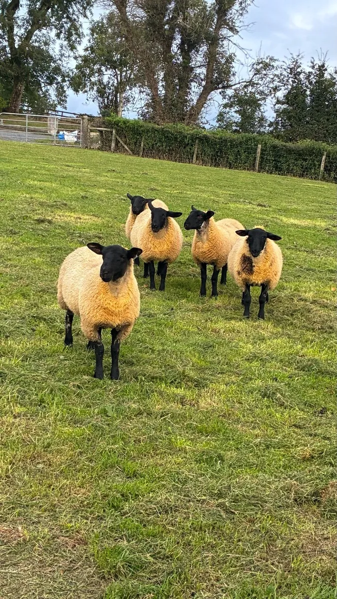 Ewe lambs - Image 4