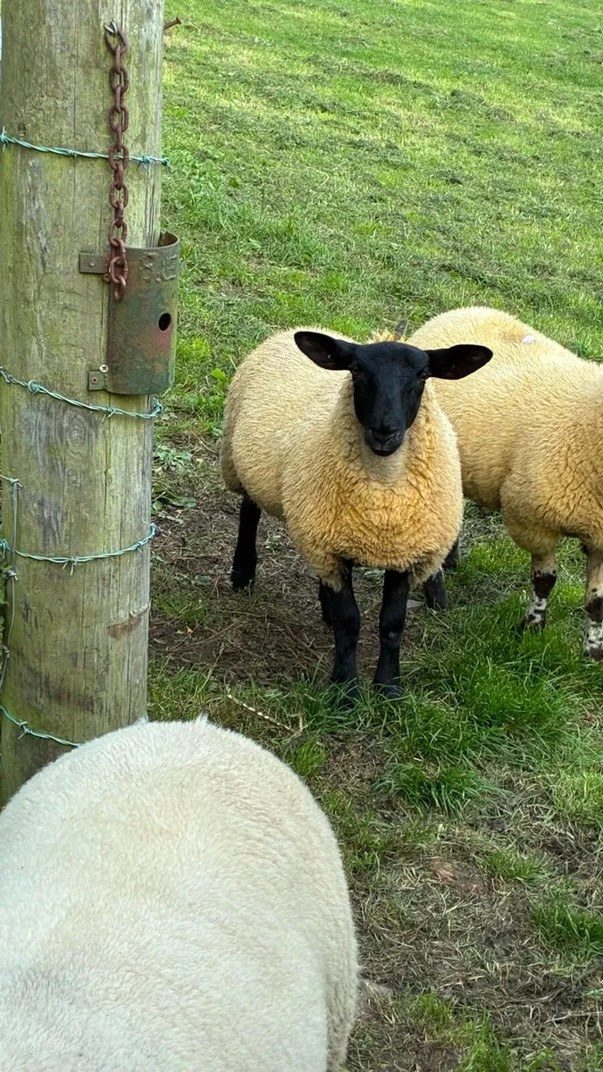 Ewe lambs - Image 2