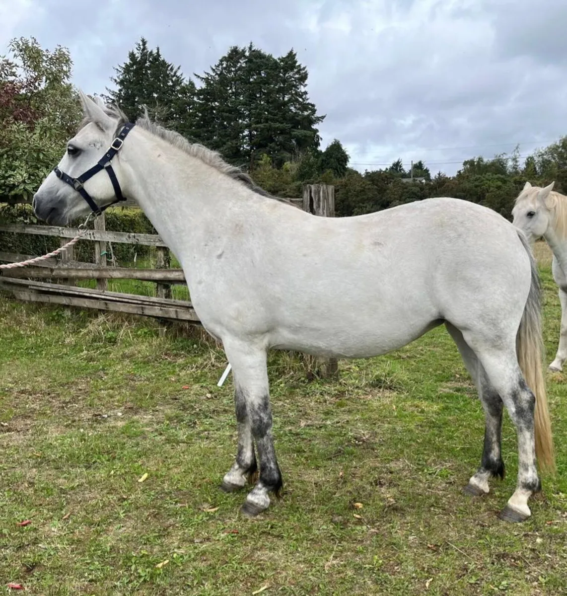 Connemara Cl1 in foal to son of Glencarrick Knight - Image 3