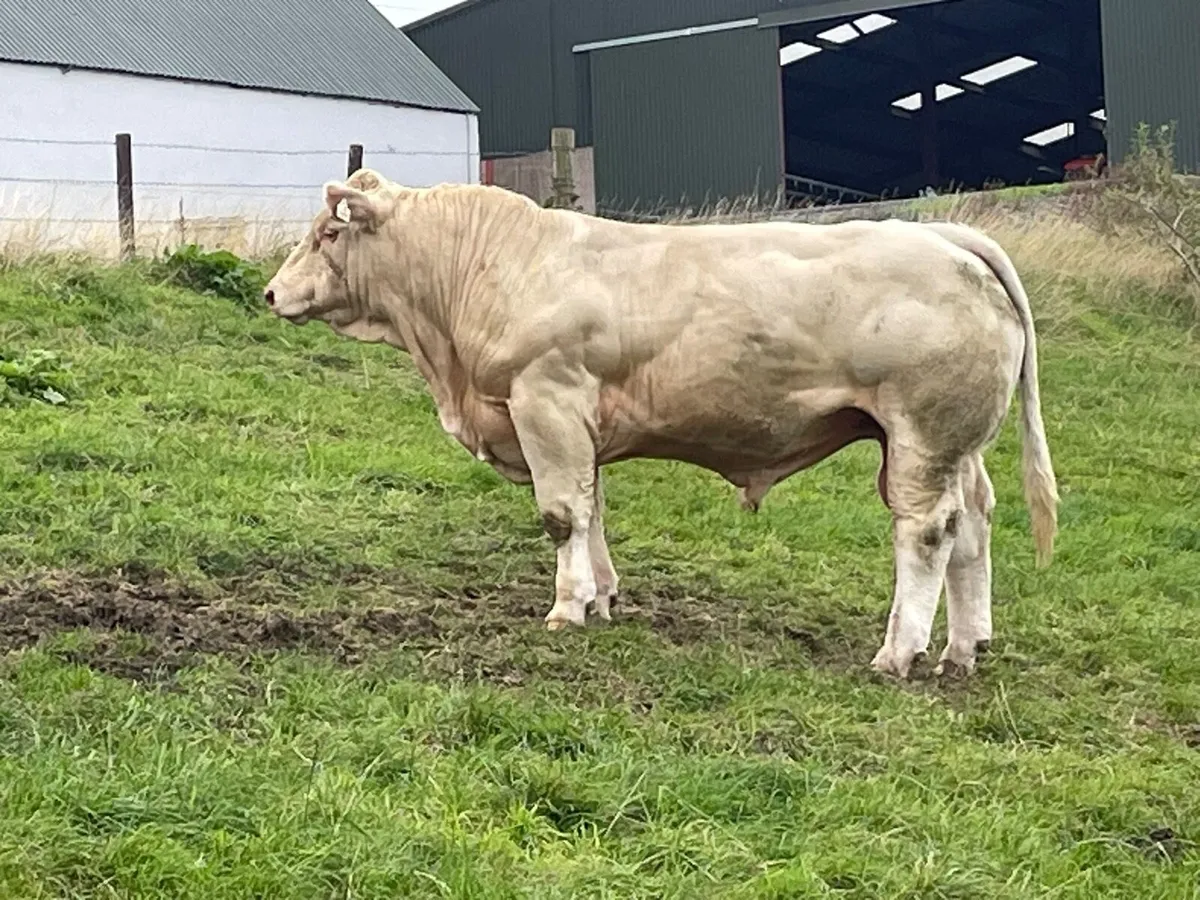 P.B.R 5 Star Charolais Bull - Image 2