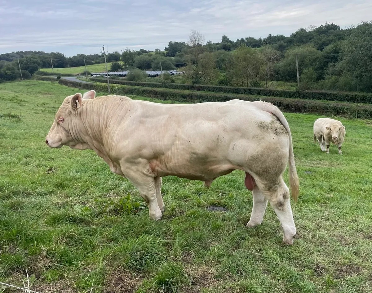 P.B.R 5 Star Charolais Bull - Image 1