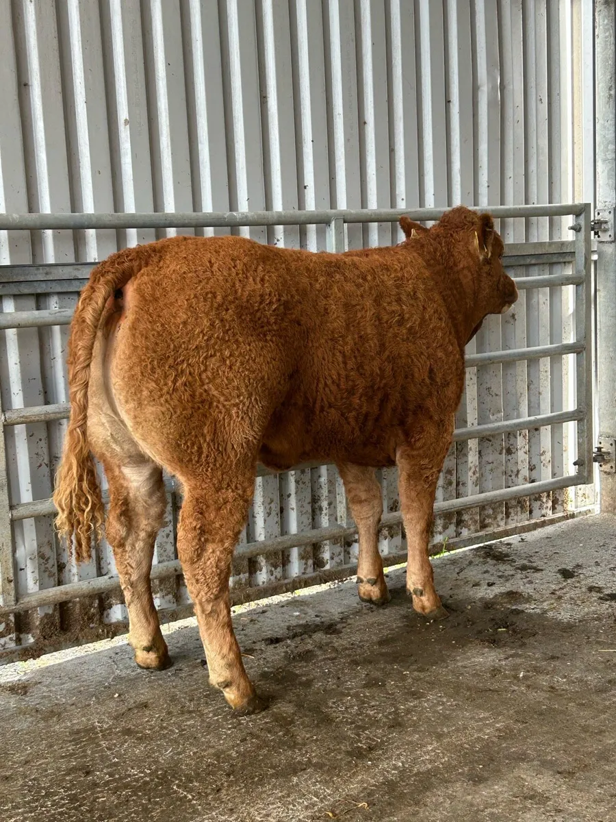 Super Limousine Heifers - Image 3