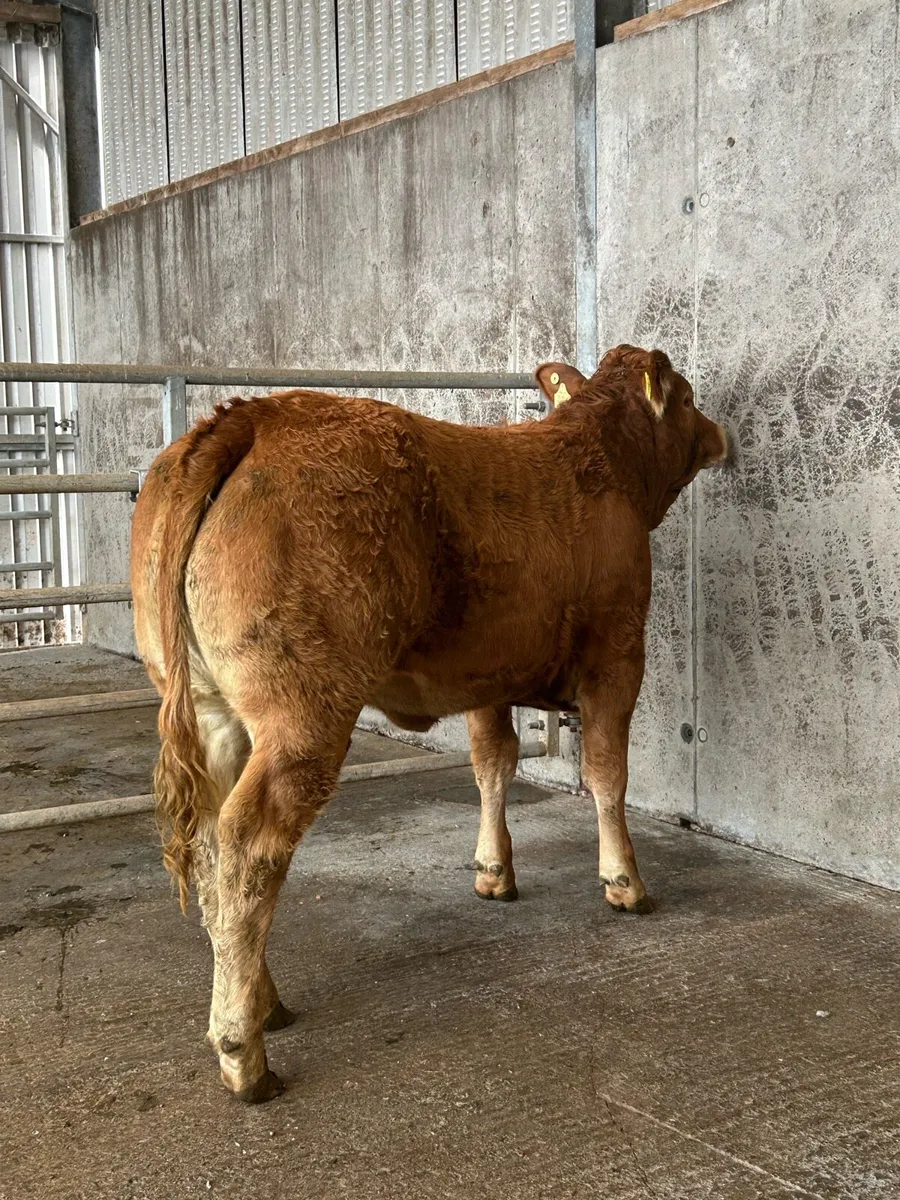 Super Limousine Heifers - Image 4