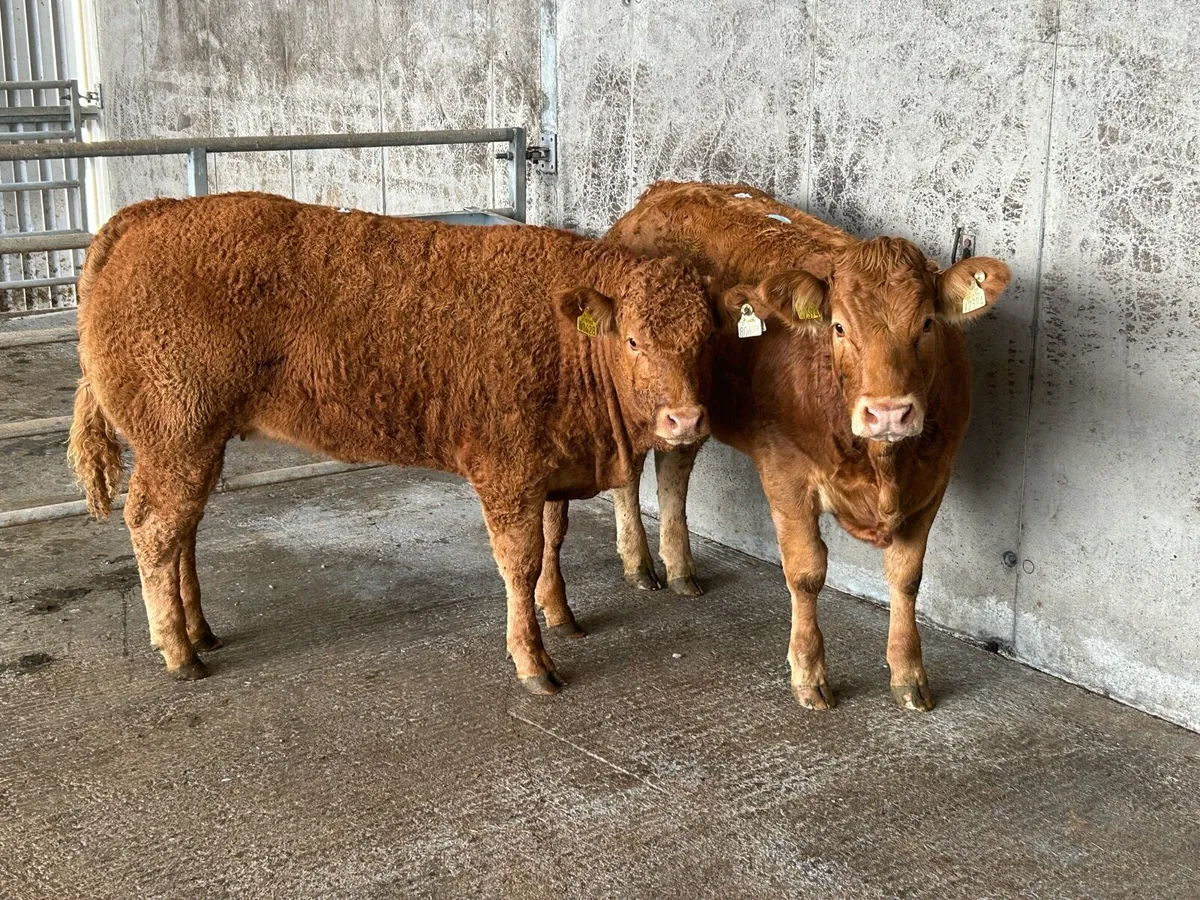 Super Limousine Heifers - Image 1