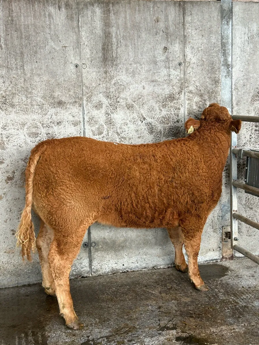 Super Limousine Heifers - Image 2