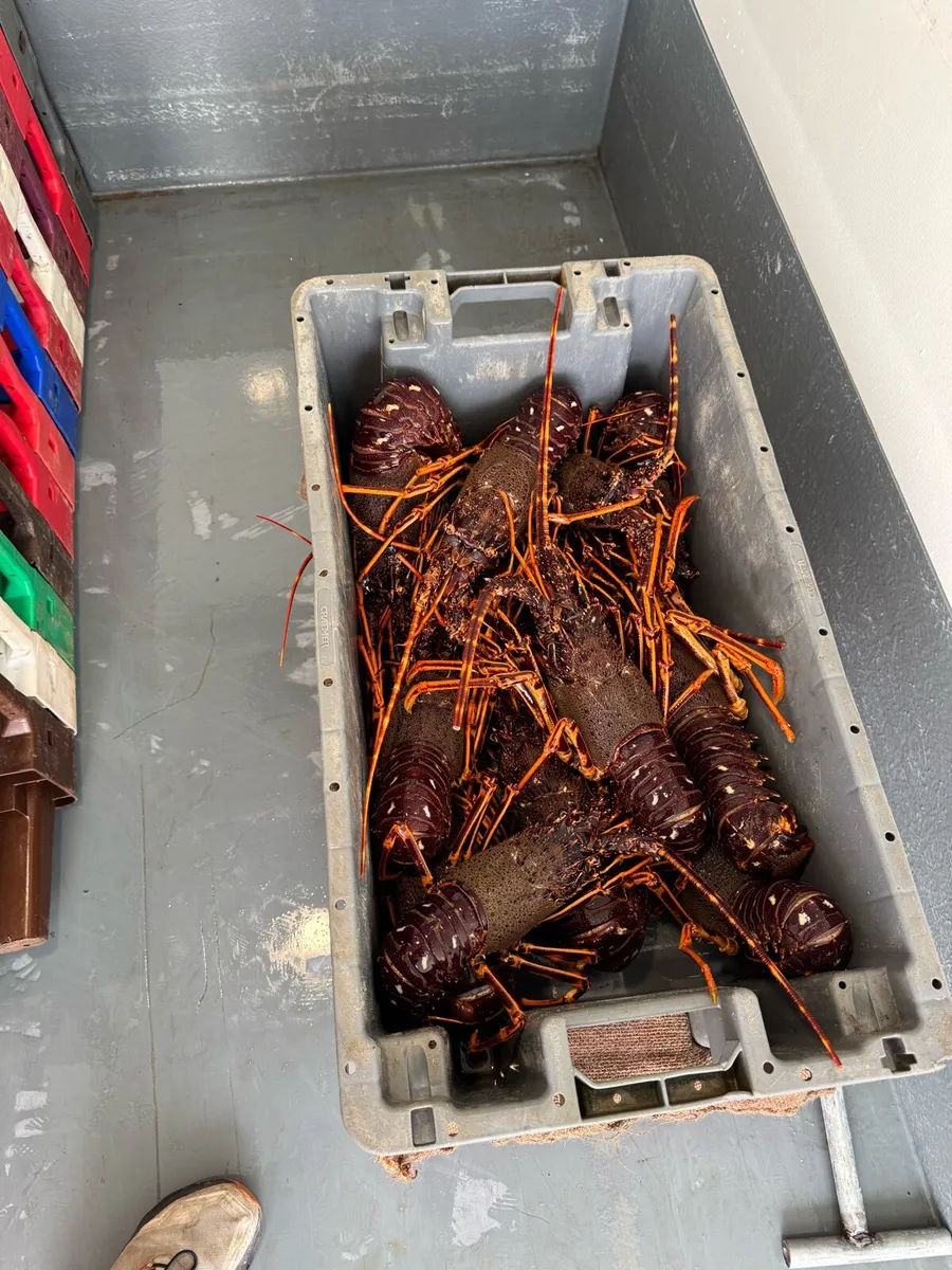 We buy brown crabs, lobsters, crayfish, razors - Image 1