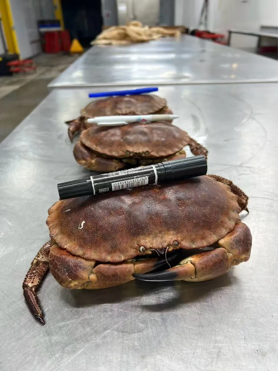 We buy brown crabs, lobsters, , razors - Image 3