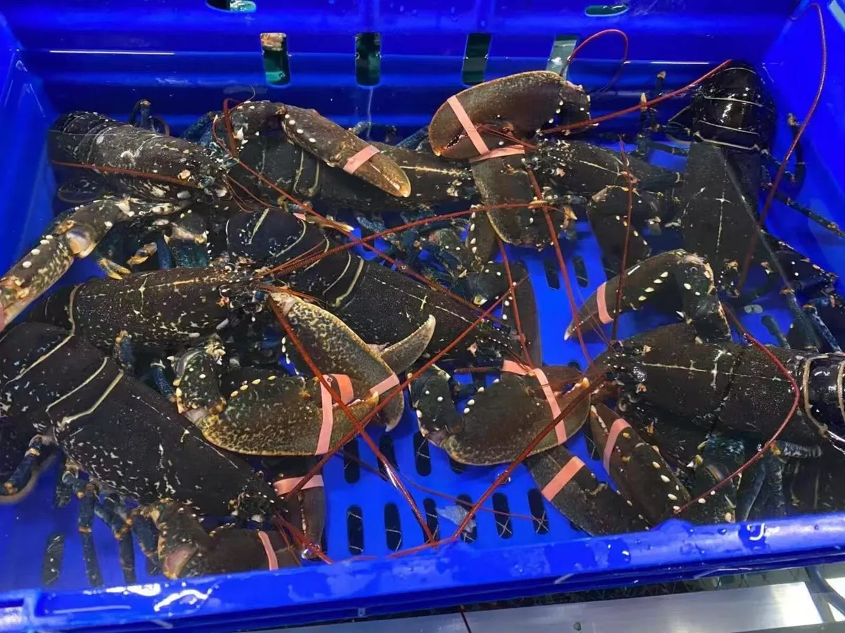 We buy brown crabs, lobsters, crayfish, razors - Image 3