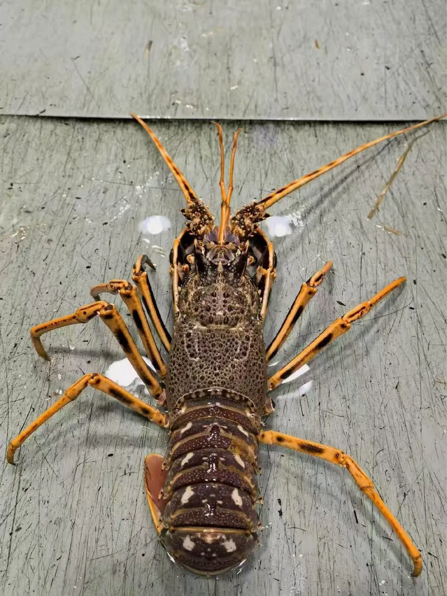 We buy brown crabs, lobsters, crayfish, razors - Image 4