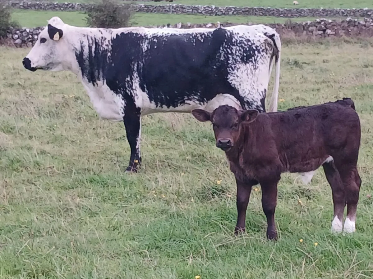 First calver - Image 2