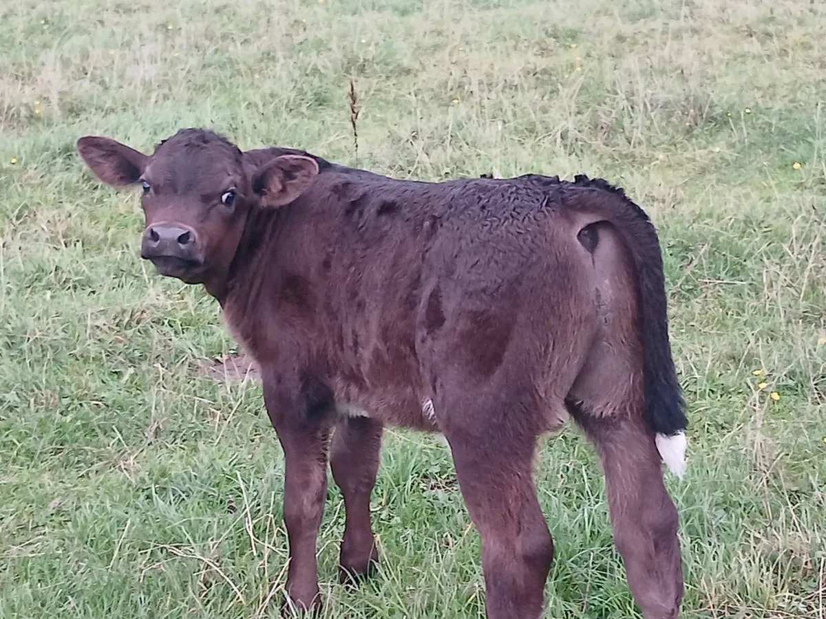 First calver - Image 3
