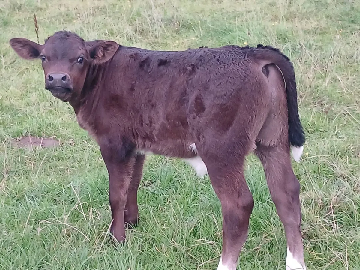 First calver - Image 4