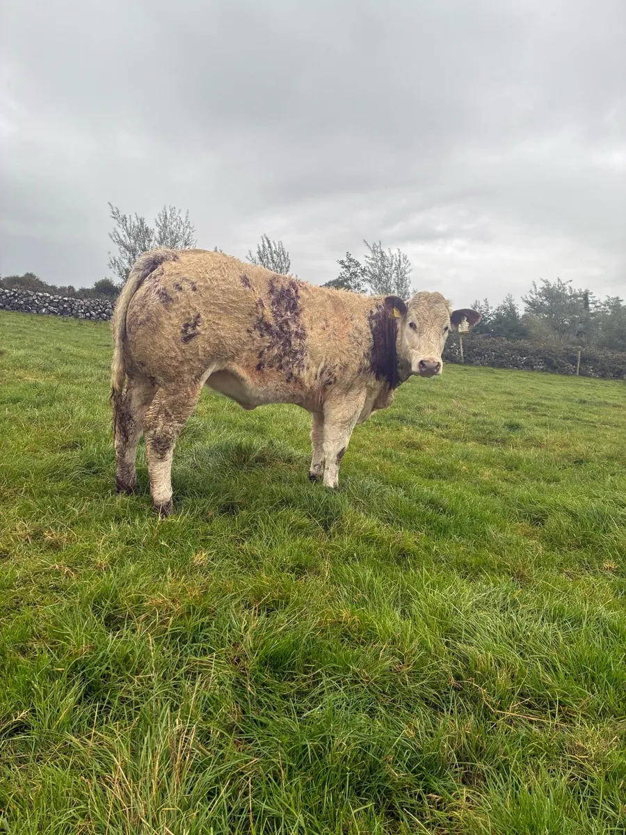Show roan BB heifer - Image 1