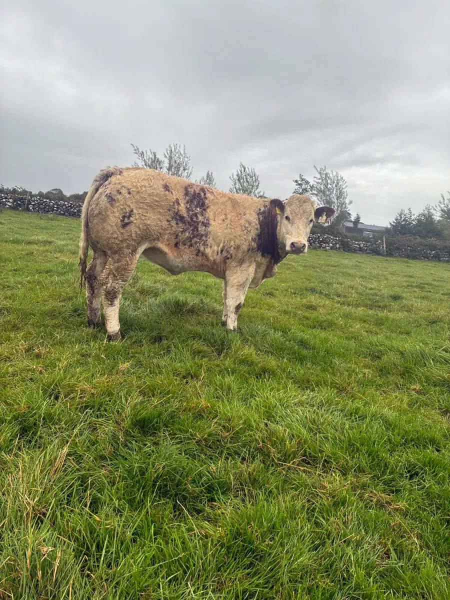 Show roan BB heifer - Image 2