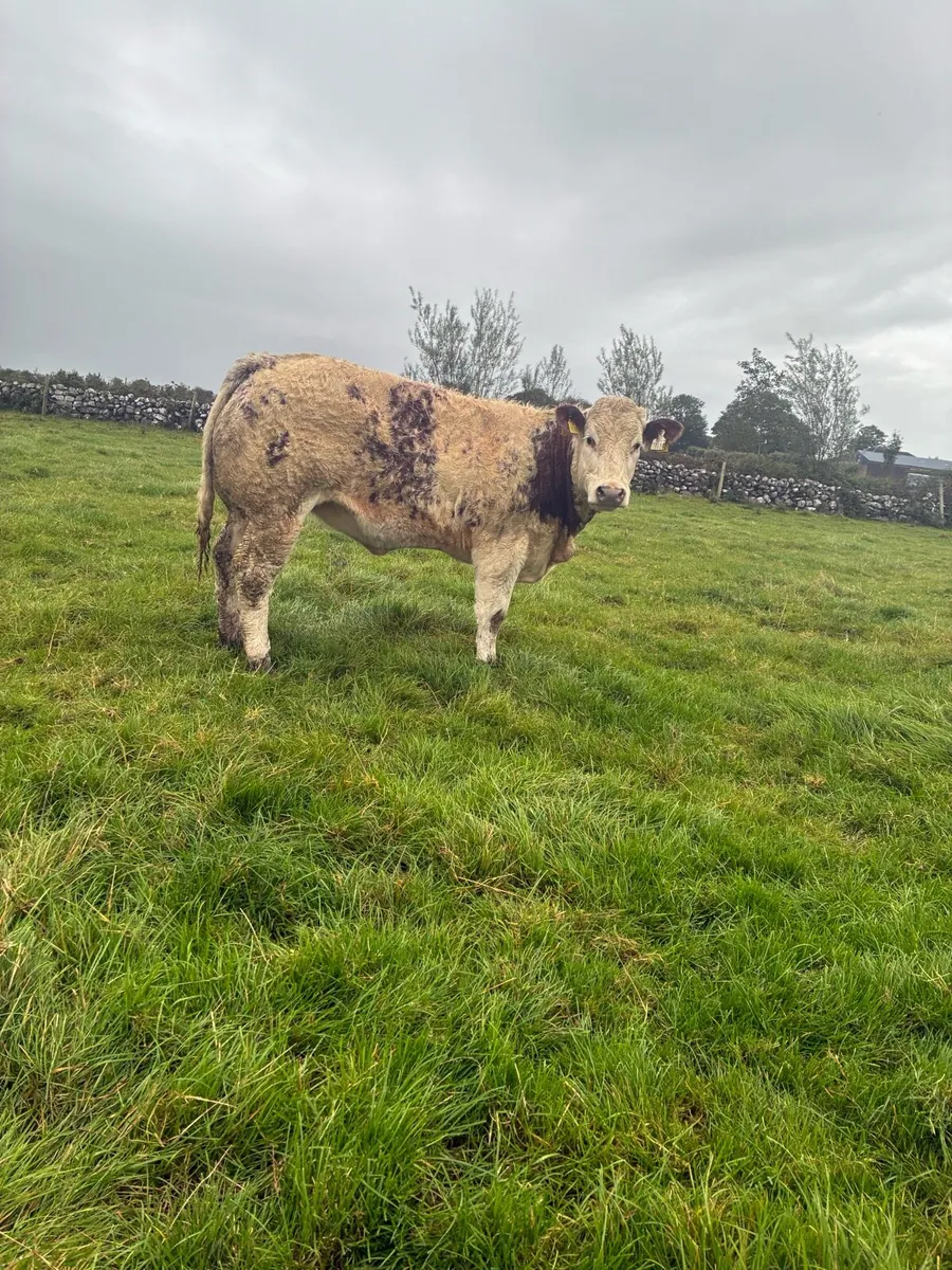 Show roan BB heifer - Image 3