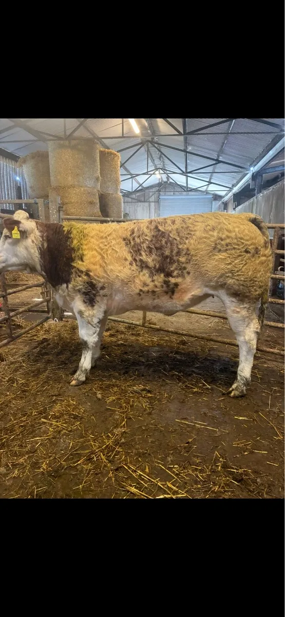 Show roan BB heifer - Image 4