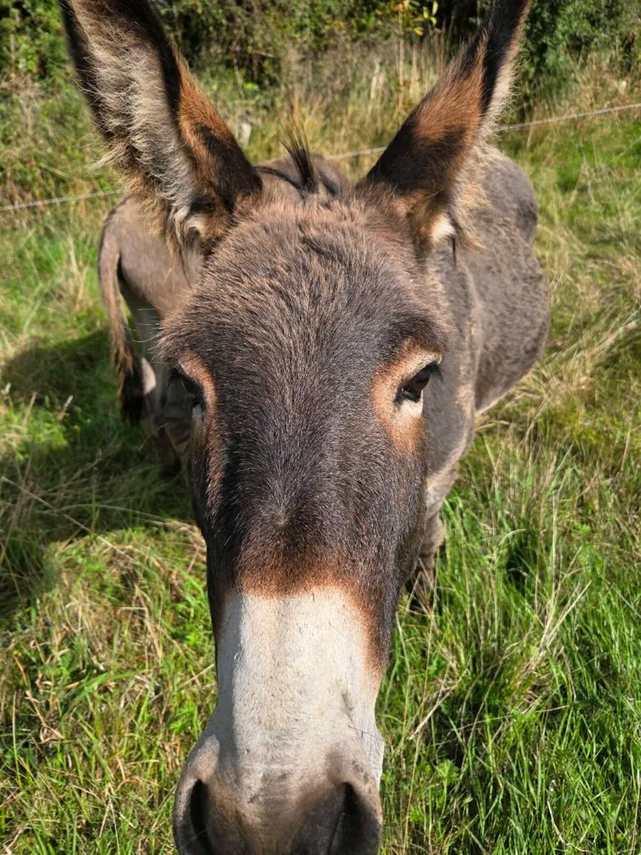 Two donkeys - Image 2