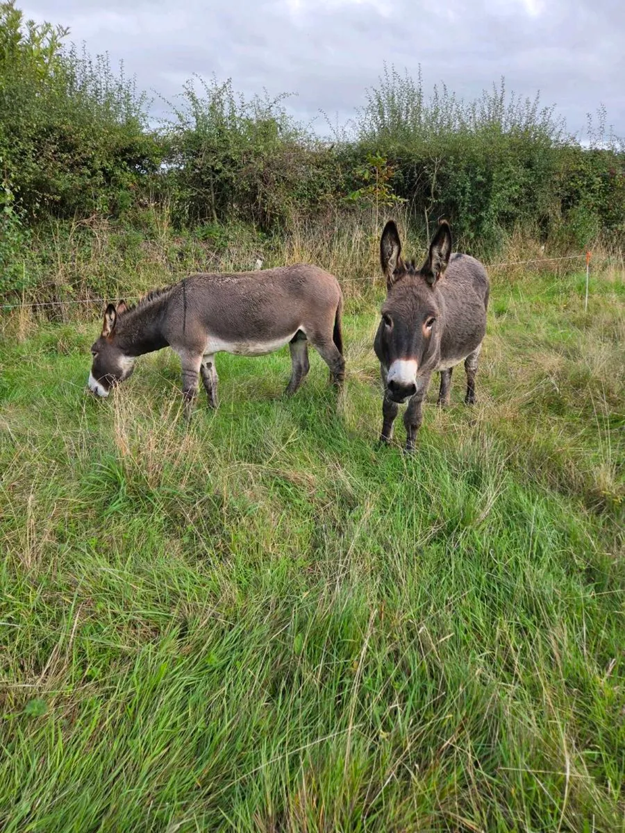Two donkeys - Image 3