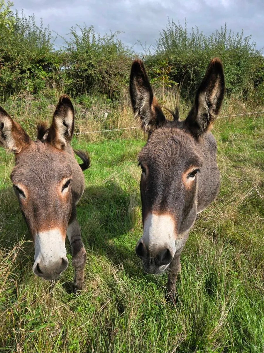 Two donkeys - Image 1