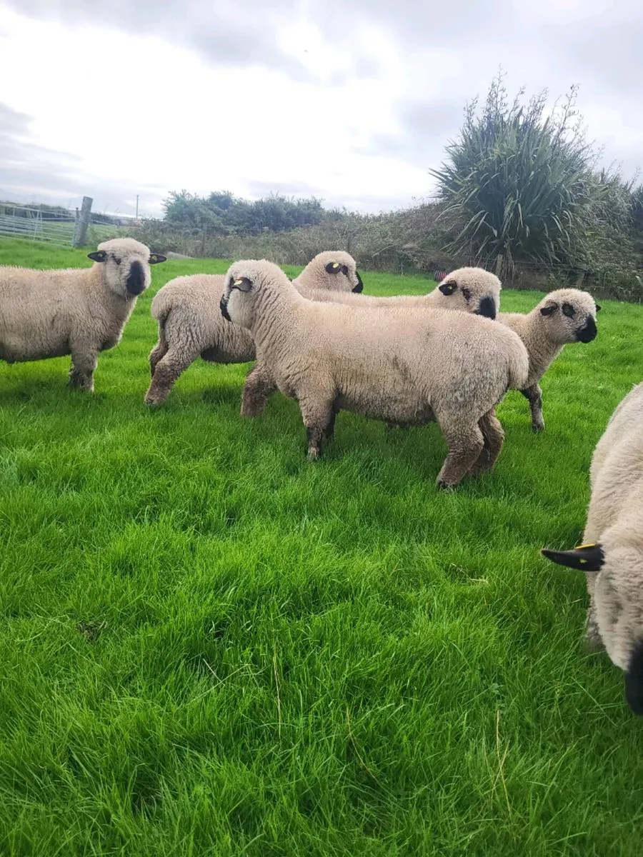 🔥Hampshire Down Ram Lambs🔥 - Image 4