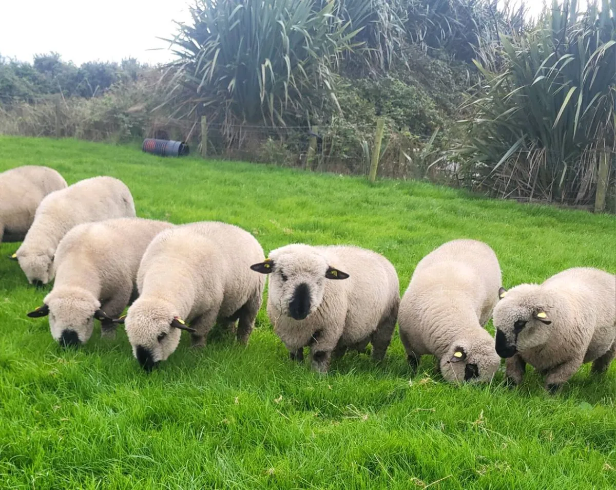 🔥Hampshire Down Ram Lambs🔥 - Image 4