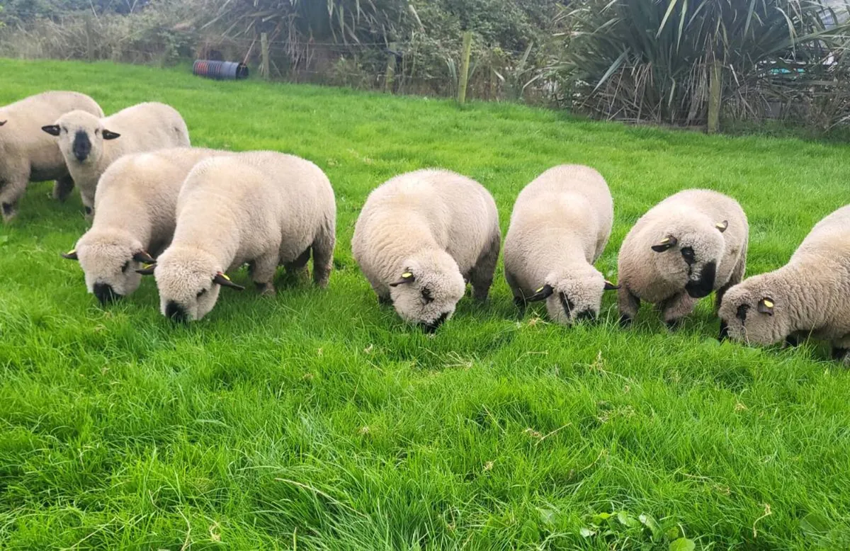 🔥Hampshire Down Ram Lambs🔥 - Image 4