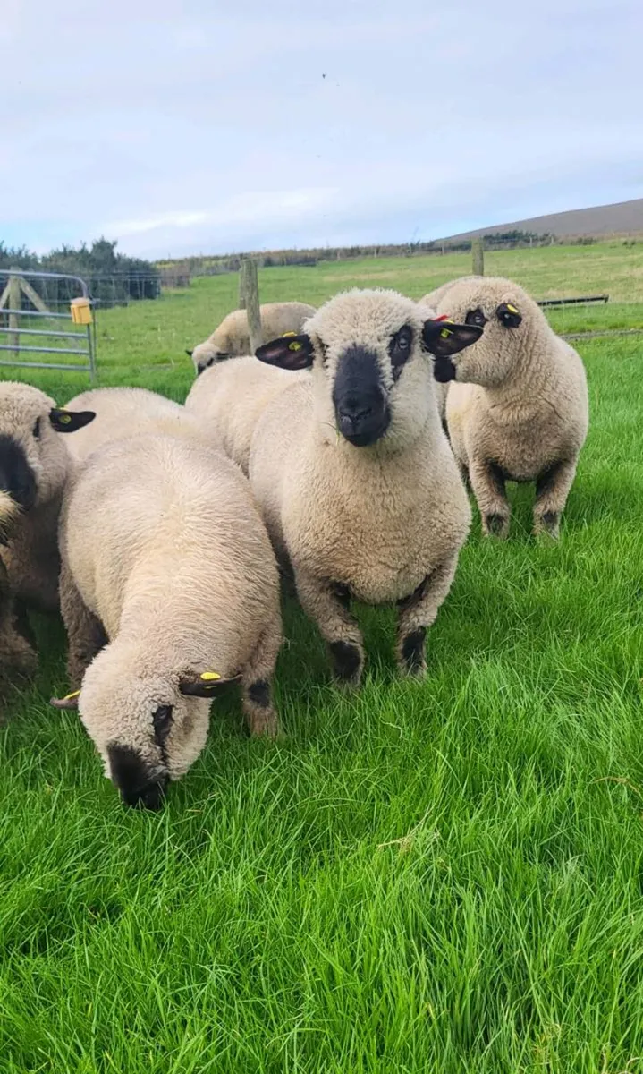 🔥Hampshire Down Ram Lambs🔥 - Image 2