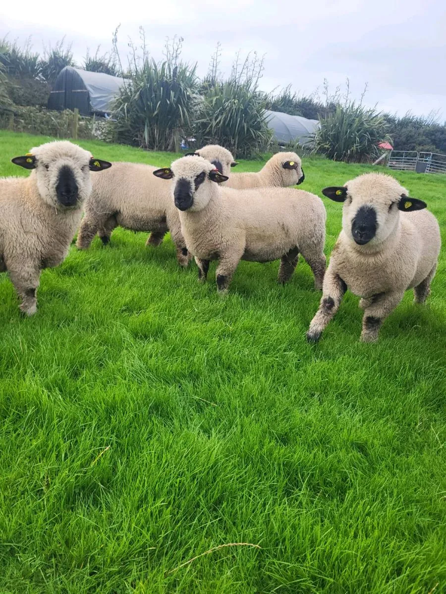 🔥Hampshire Down Ram Lambs🔥 - Image 3