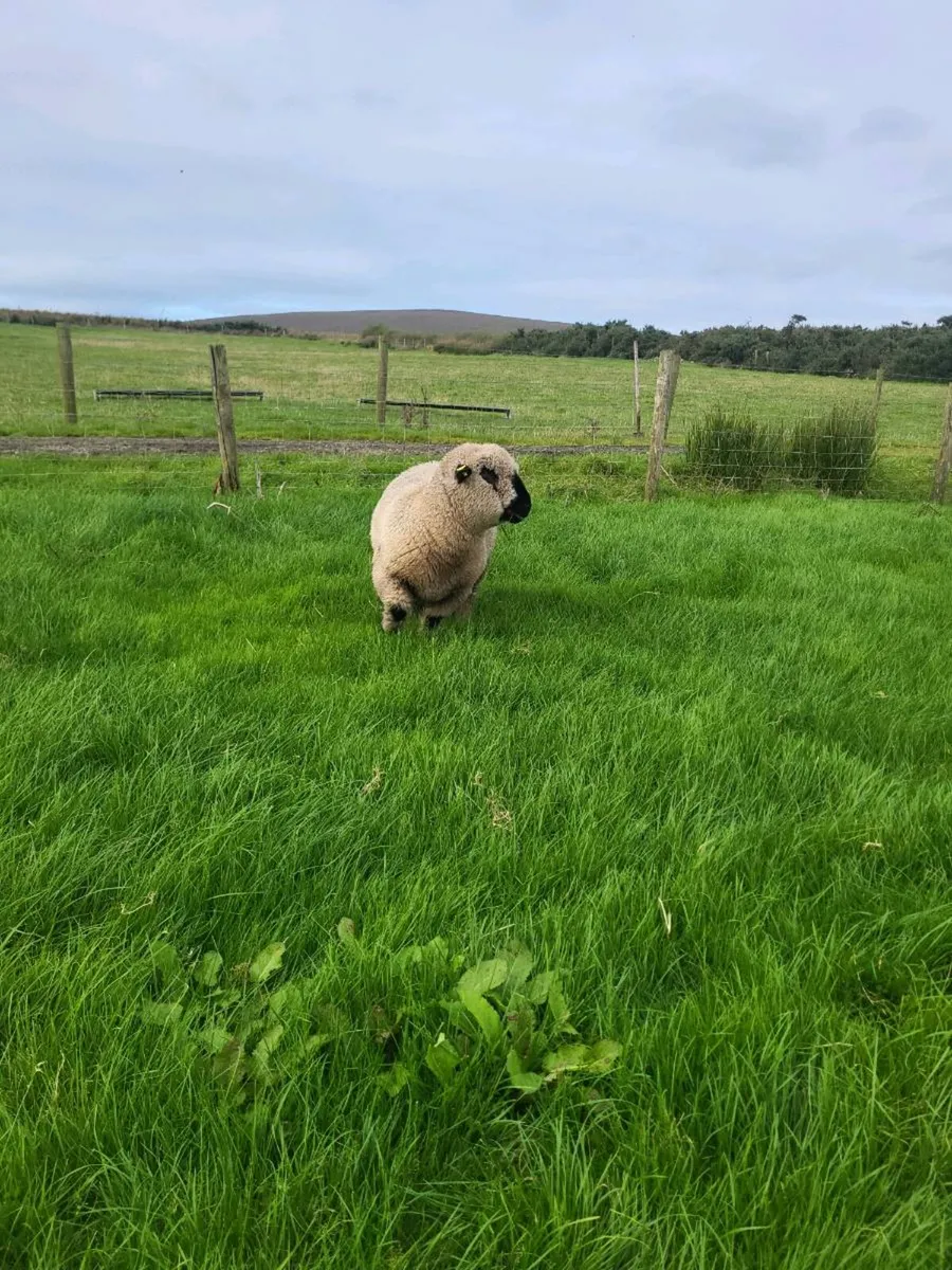 🔥Hampshire Down Ram Lambs🔥 - Image 3