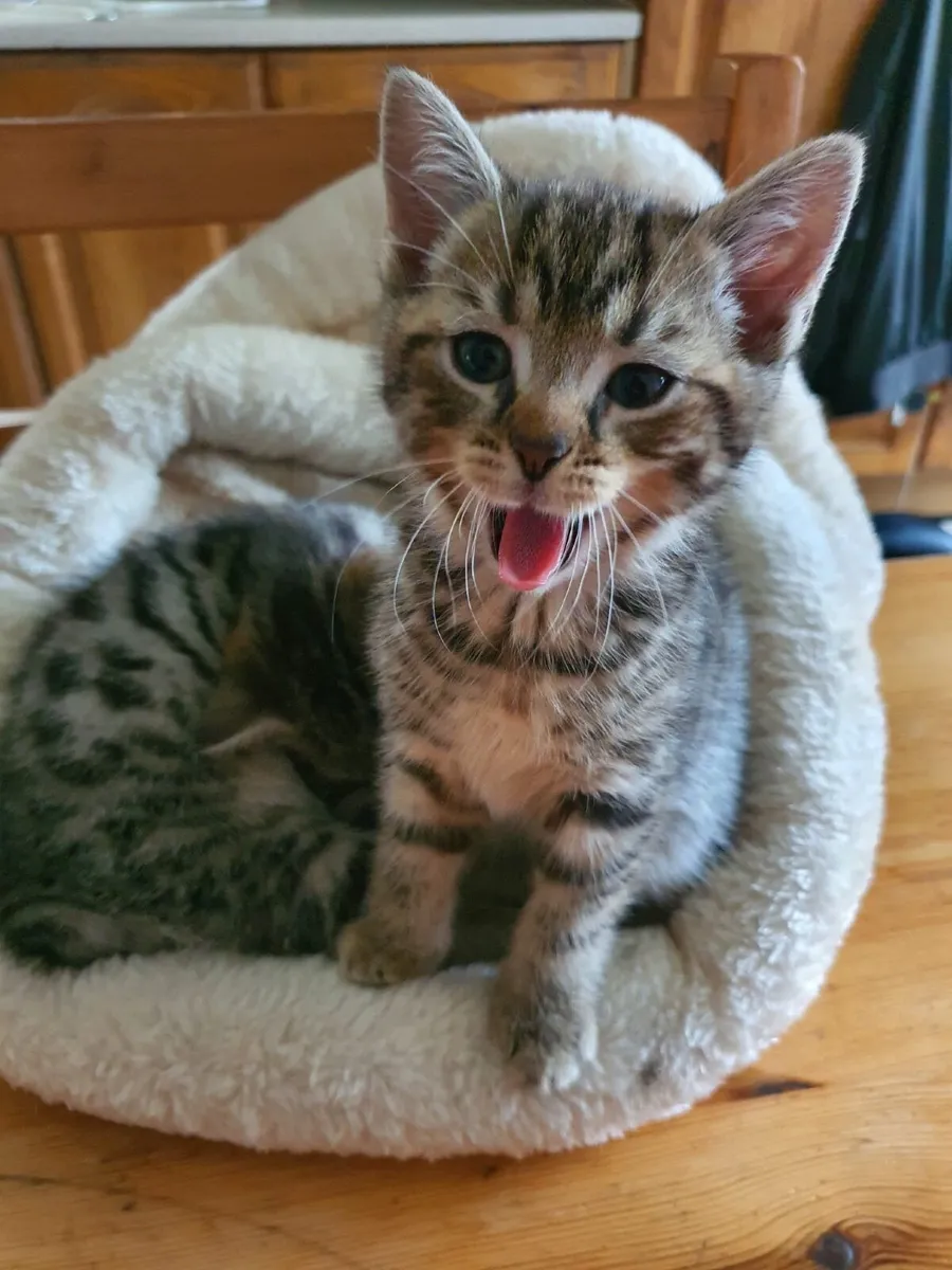 Beautiful Tabby Kittens - Image 1