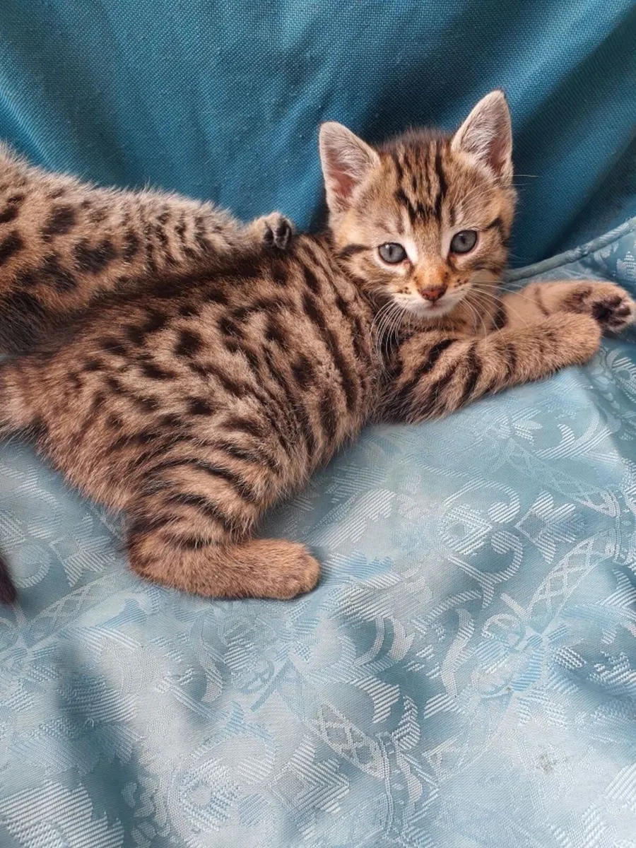 Beautiful Tabby Kittens - Image 2