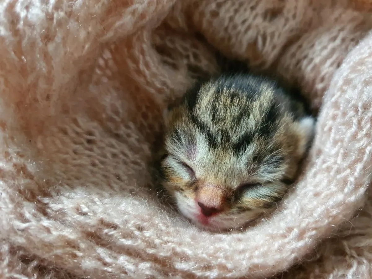 Beautiful Tabby Kittens - Image 3