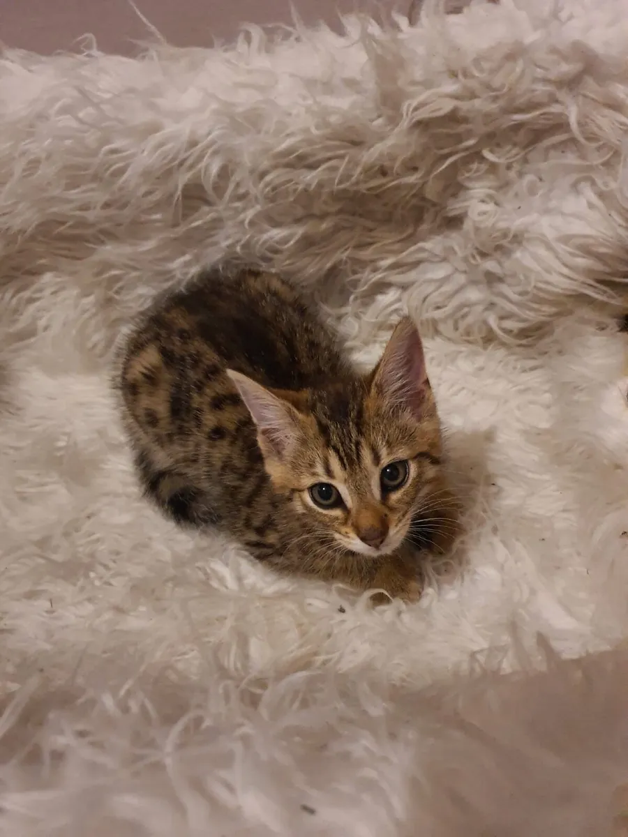 Beautiful Tabby Kittens - Image 4