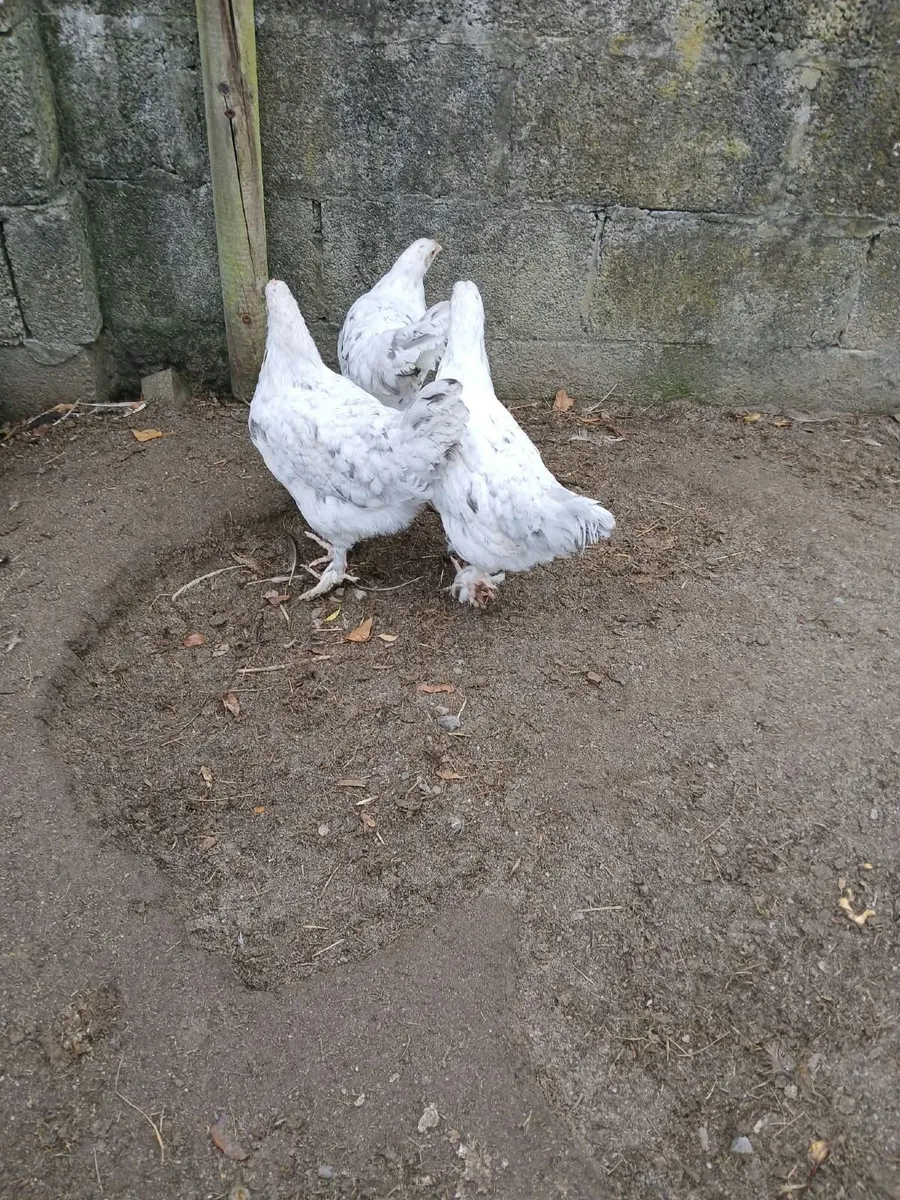 Maran pullets - Image 3