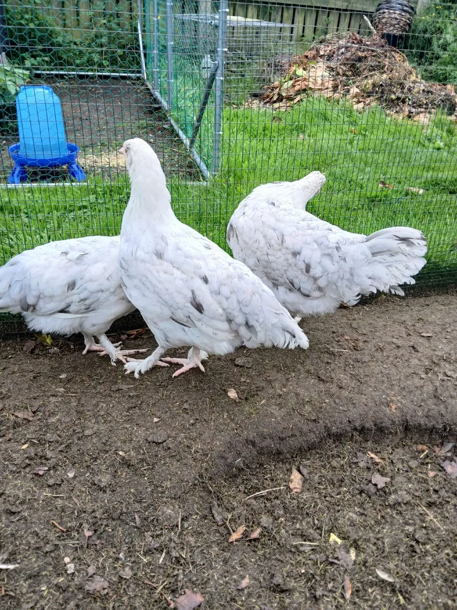 Maran pullets - Image 2